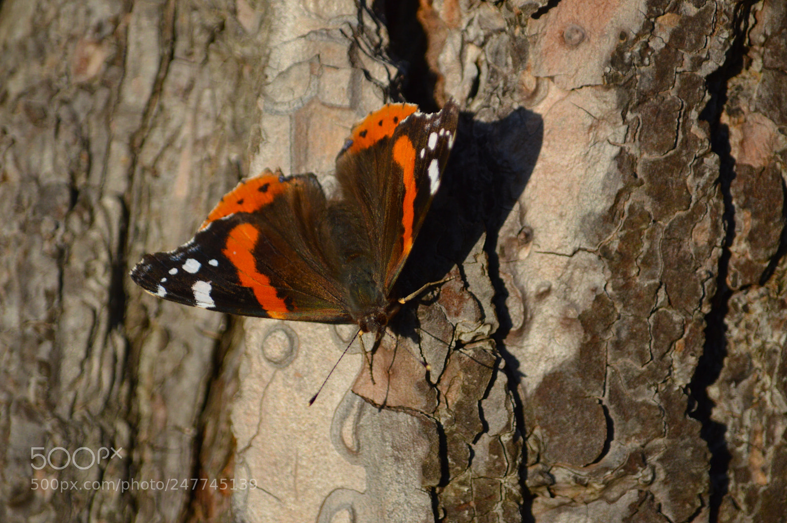 Nikon D3200 sample photo. Red admiral butterfly photography