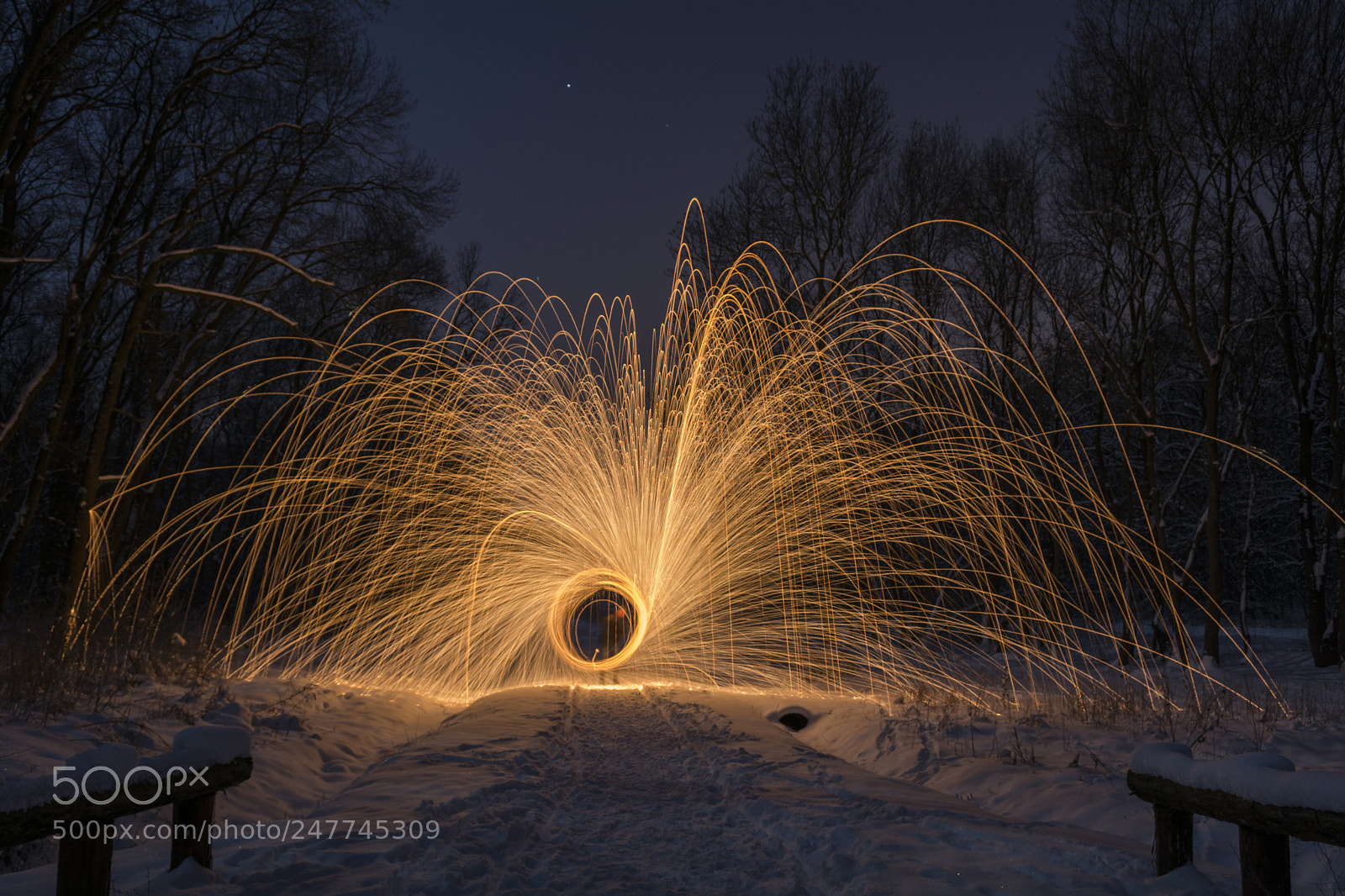 Nikon D7100 sample photo. Light in the forest photography