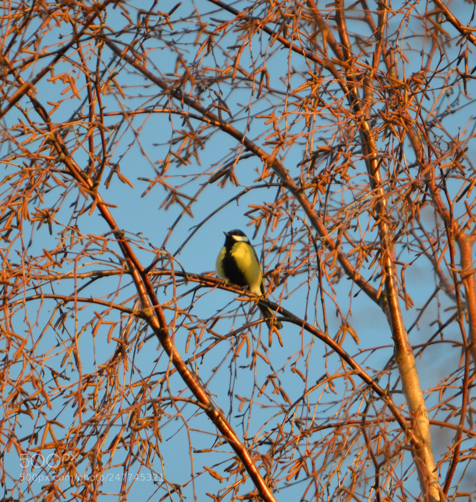 Nikon D3200 sample photo. Great tit photography