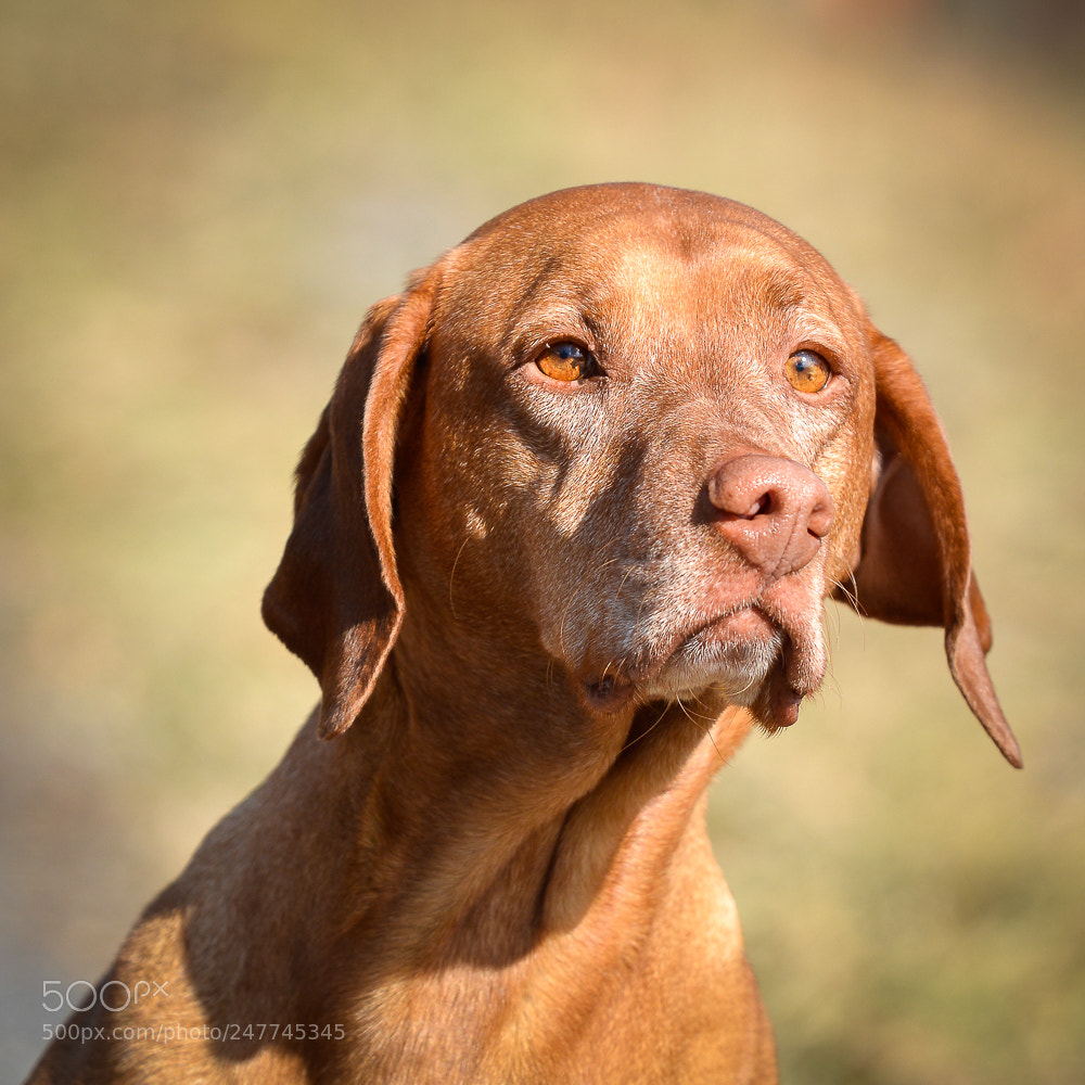 Nikon D7100 sample photo. Queen vizsla photography