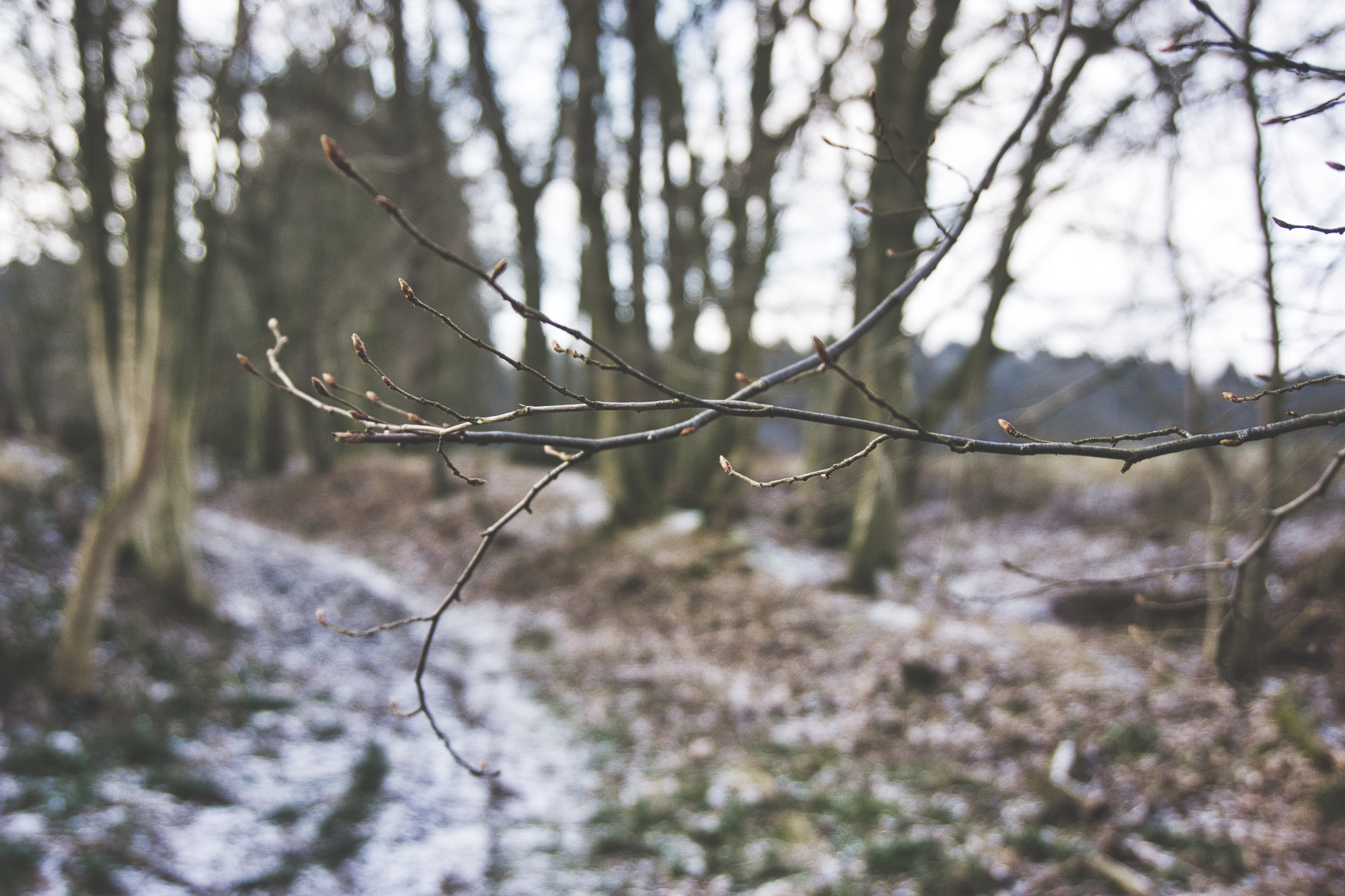 Sony a6000 + Sony E 18-50mm F4-5.6 sample photo. A freezing cold walk in the woods photography
