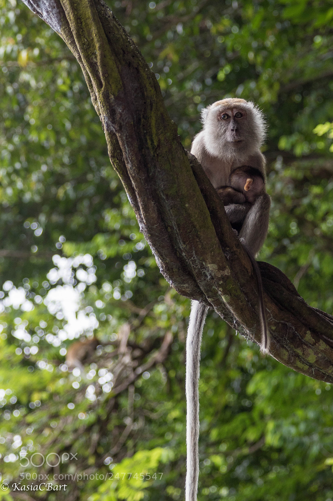 Canon EOS 7D Mark II sample photo. Asian wildlife - macaca photography