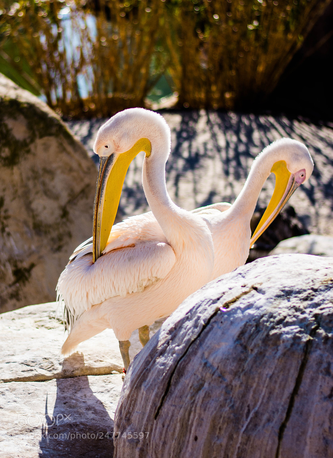 Nikon D7100 sample photo. Pelecanus onocrotalus photography