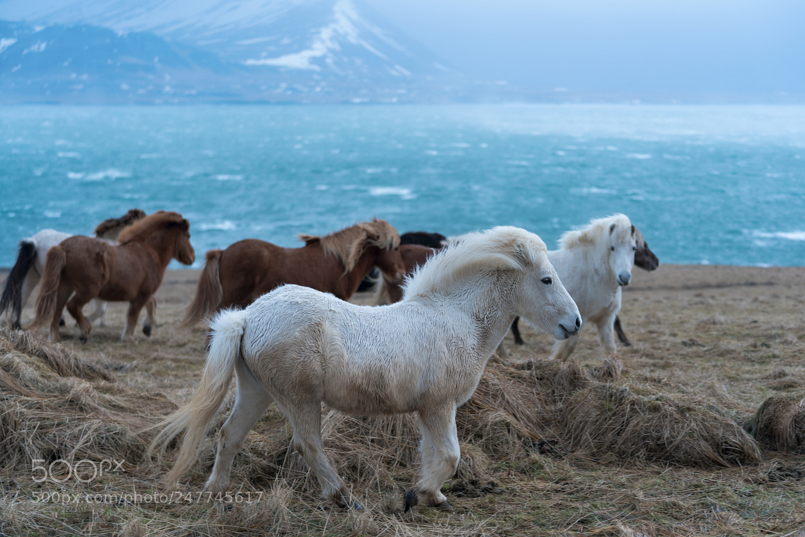 Sony a7R II sample photo. Horses in the mountains photography