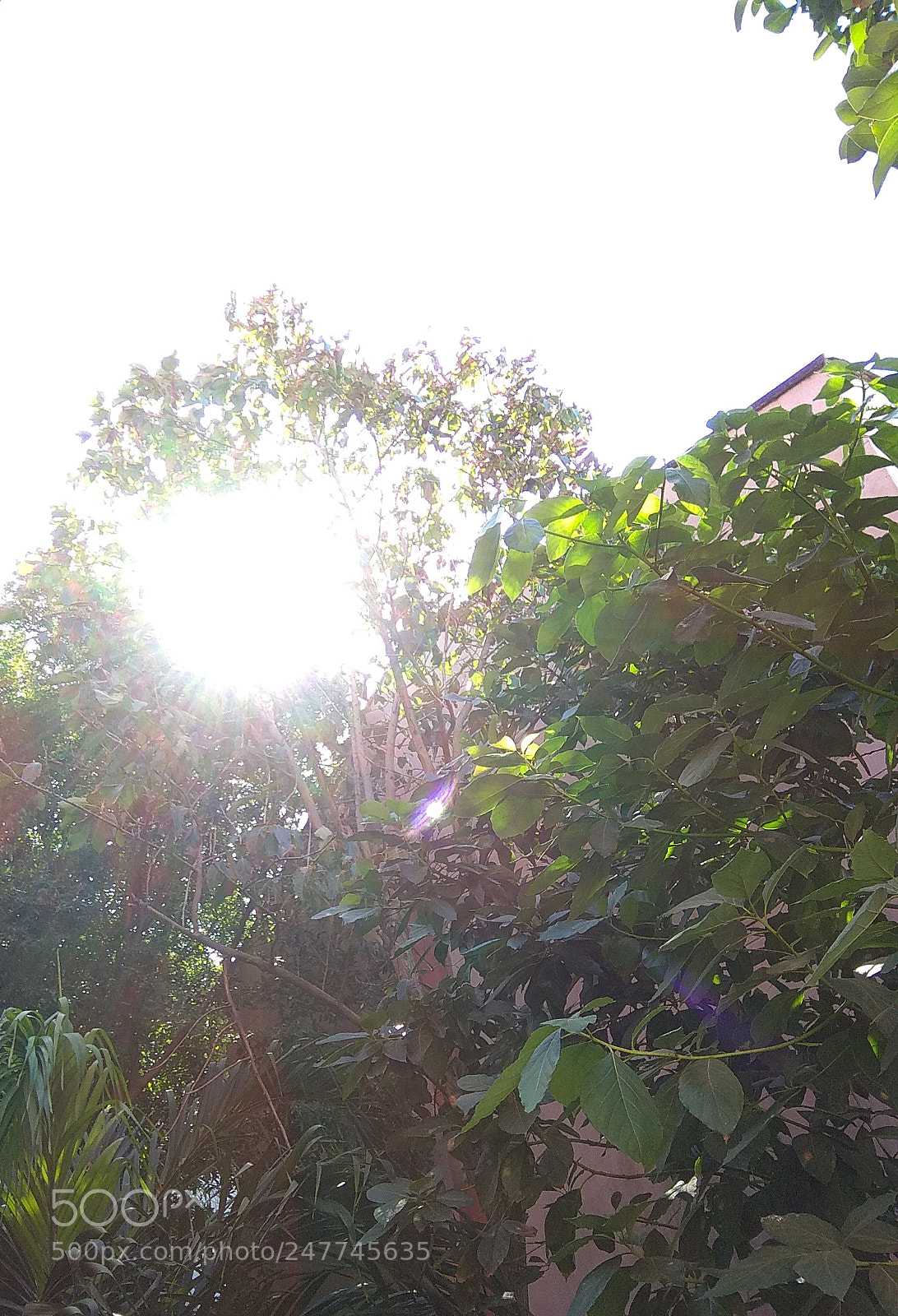 Xiaomi Redmi Note 4 sample photo. Centrado photography