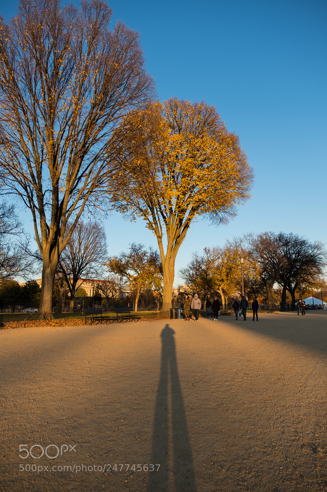 Fujifilm X-T2 sample photo. Taller than the tree photography