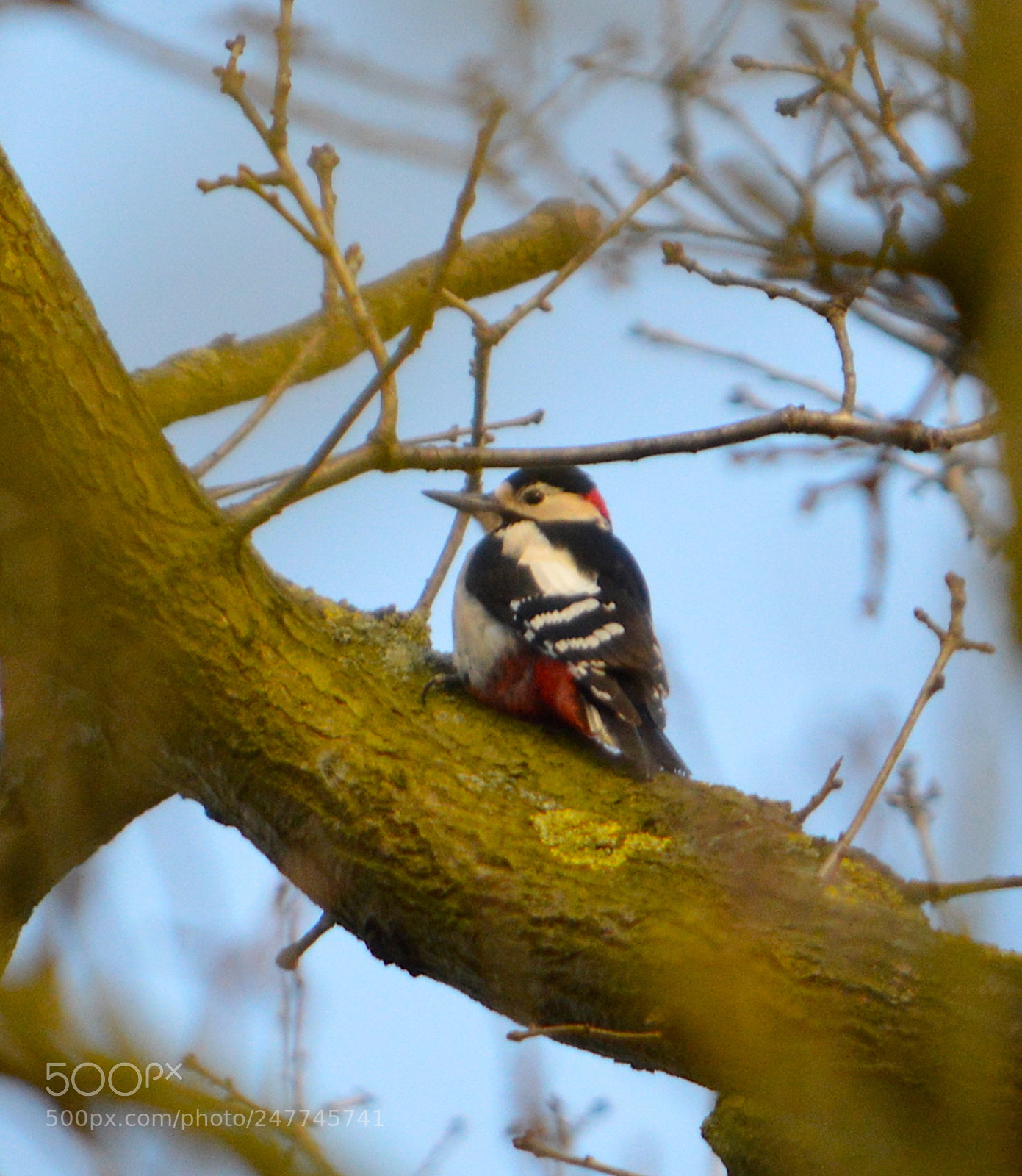 Nikon D3200 sample photo. Great spotted woodpecker photography