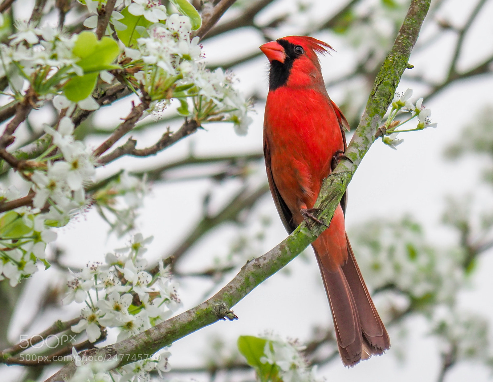 Olympus OM-D E-M1 Mark II sample photo. Cardinal photography