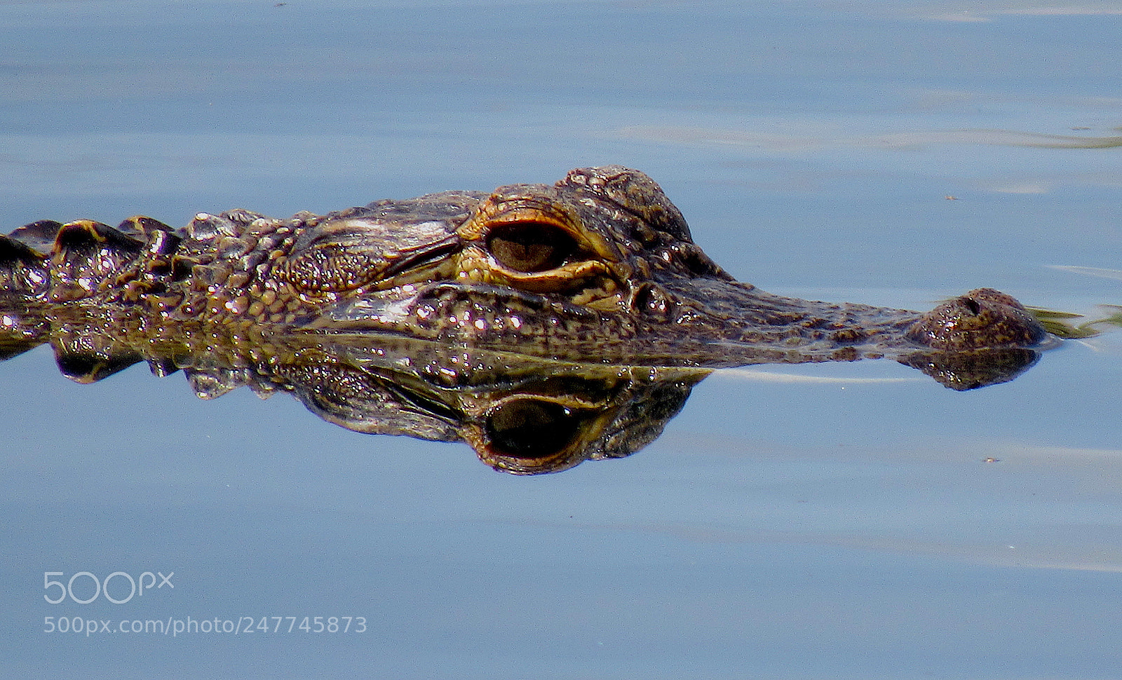 Canon PowerShot SX530 HS sample photo. Reflections of a gator photography