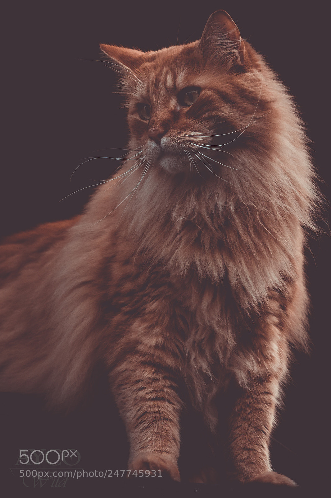 Sony a6300 sample photo. Curry the cat photography