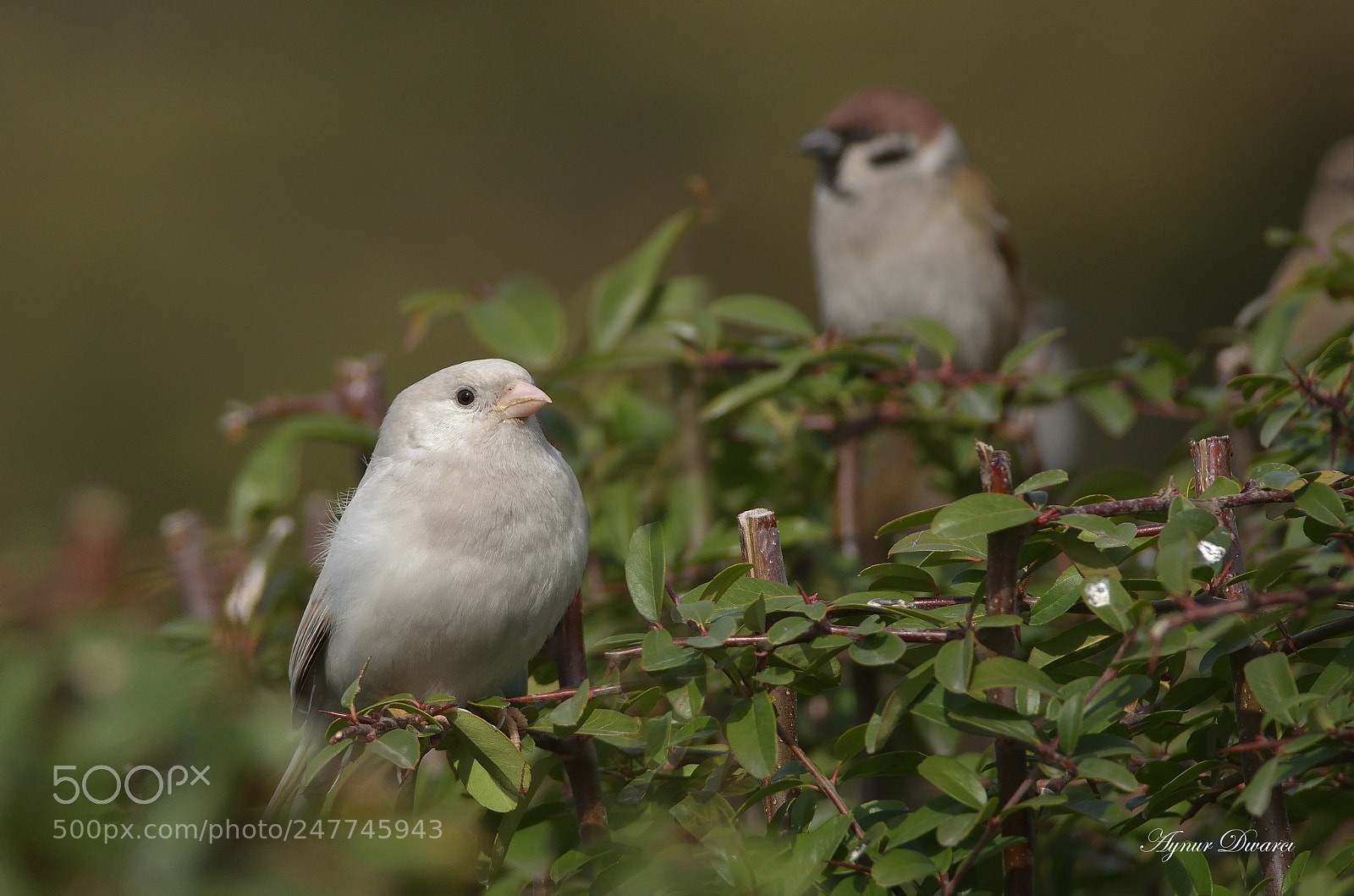 Nikon D7200 sample photo. Sparrow - serçe photography