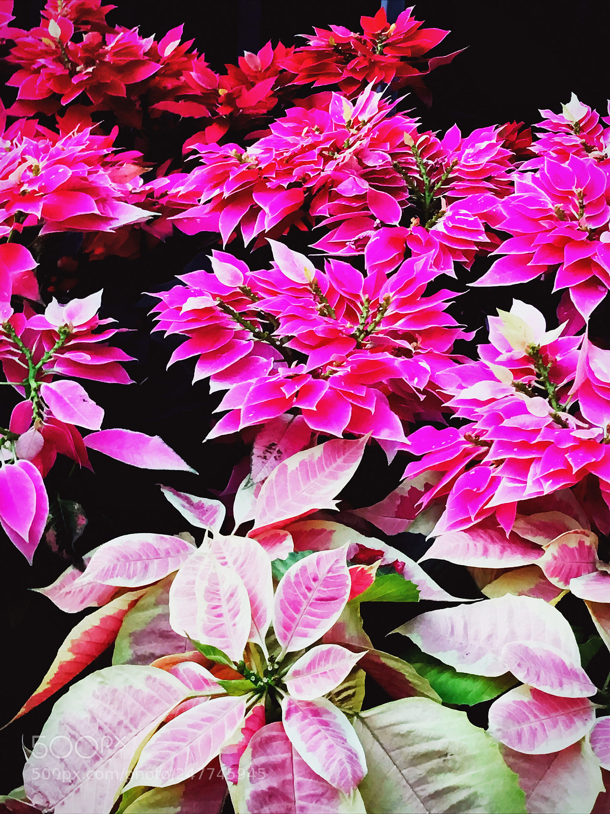 Apple iPhone 7 sample photo. Art photography