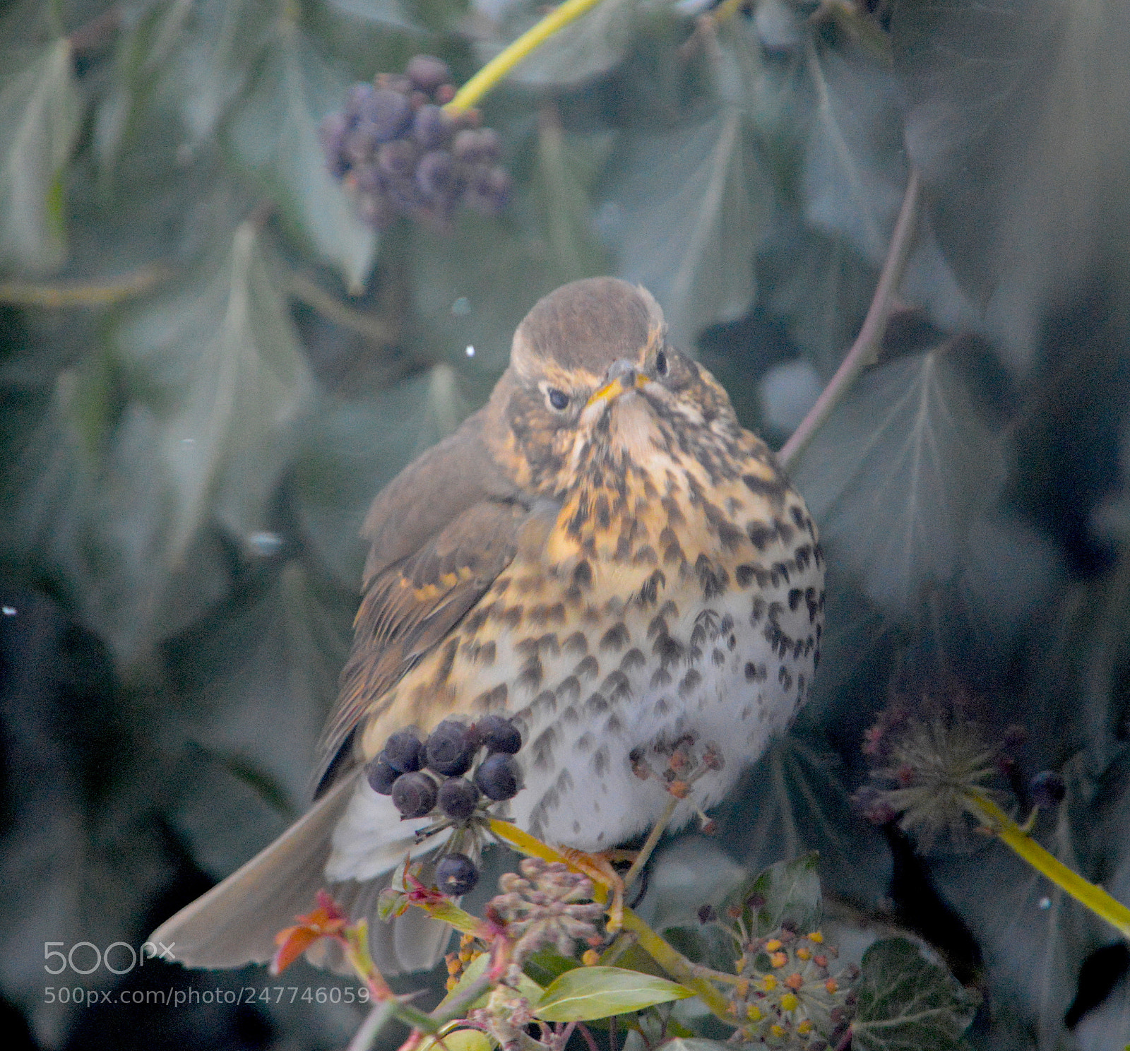 Nikon D3200 sample photo. Song thrush photography