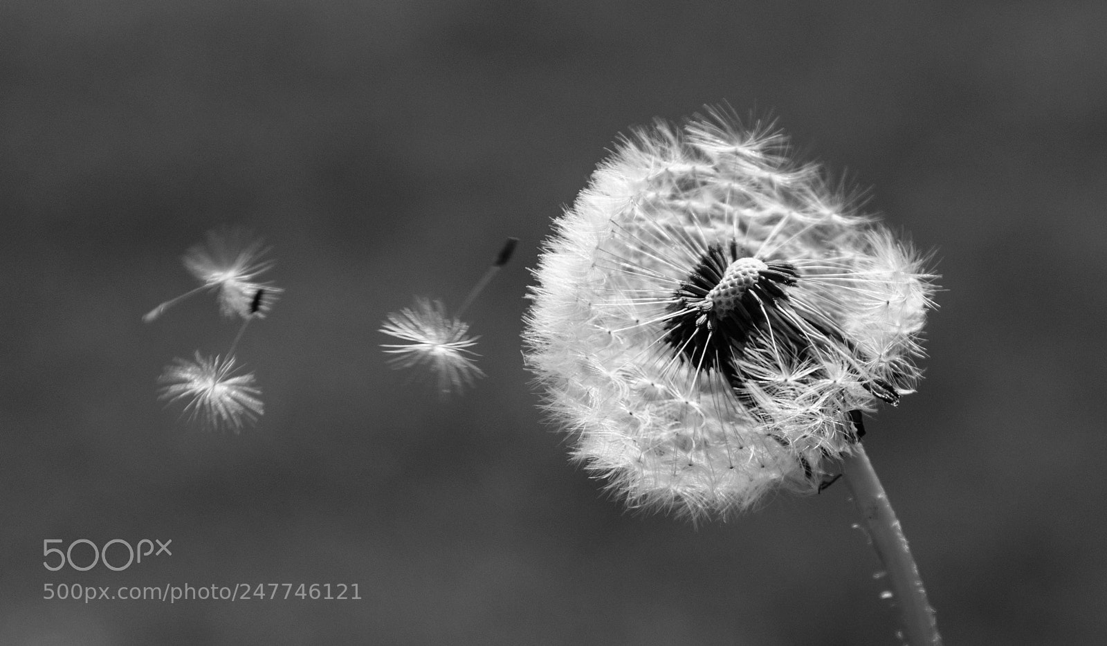 Nikon D5200 sample photo. Untitled photography