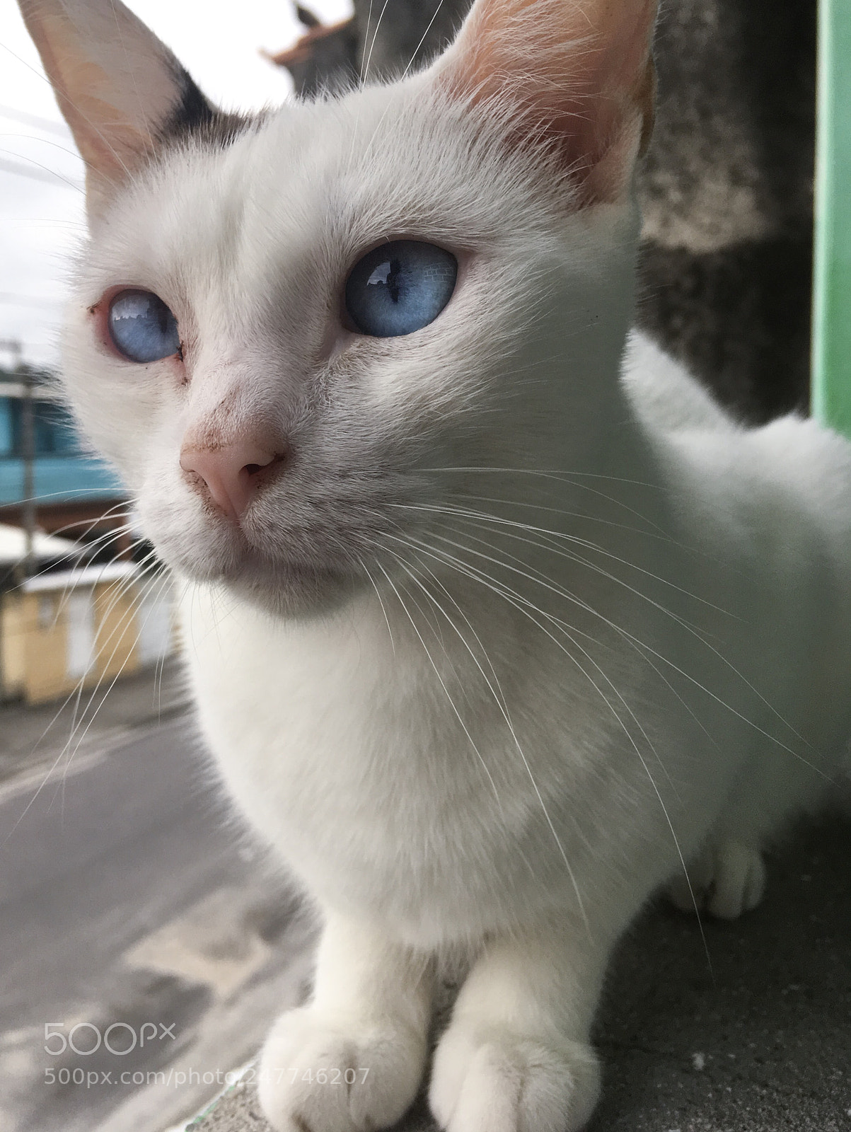 Apple iPhone SE sample photo. Cat photography