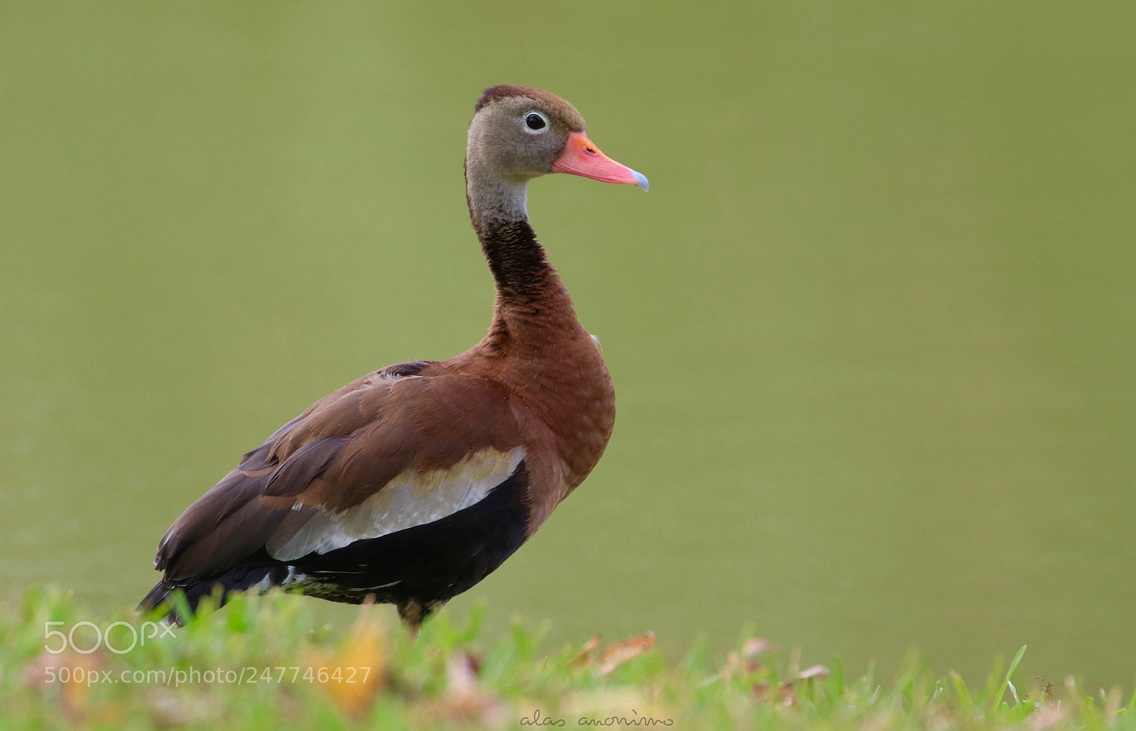 Canon EOS 7D Mark II sample photo. Hi there.....! photography