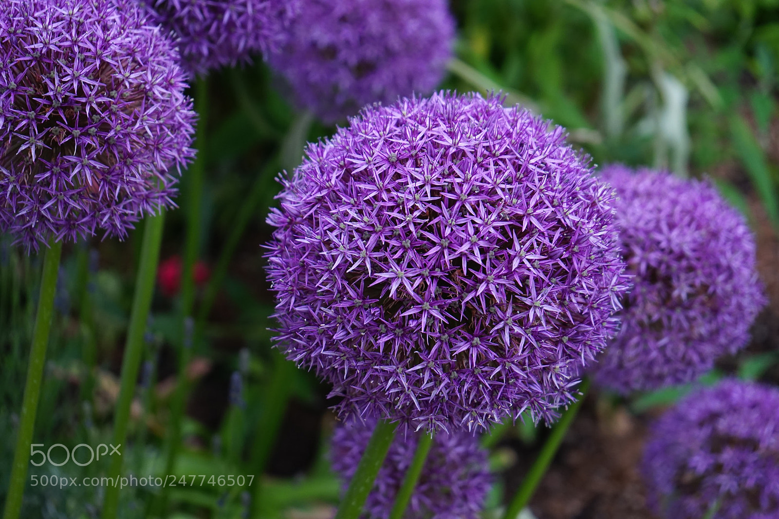 Sony a7 sample photo. Onion photography