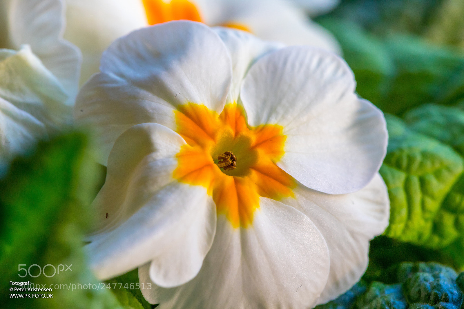 Canon EOS 6D Mark II sample photo. Flower photography