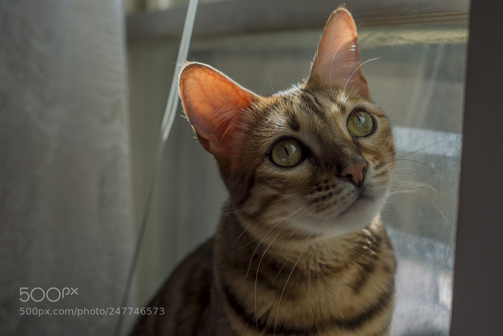 Nikon D800 sample photo. Schlaubi, bengal 3 years old. photography