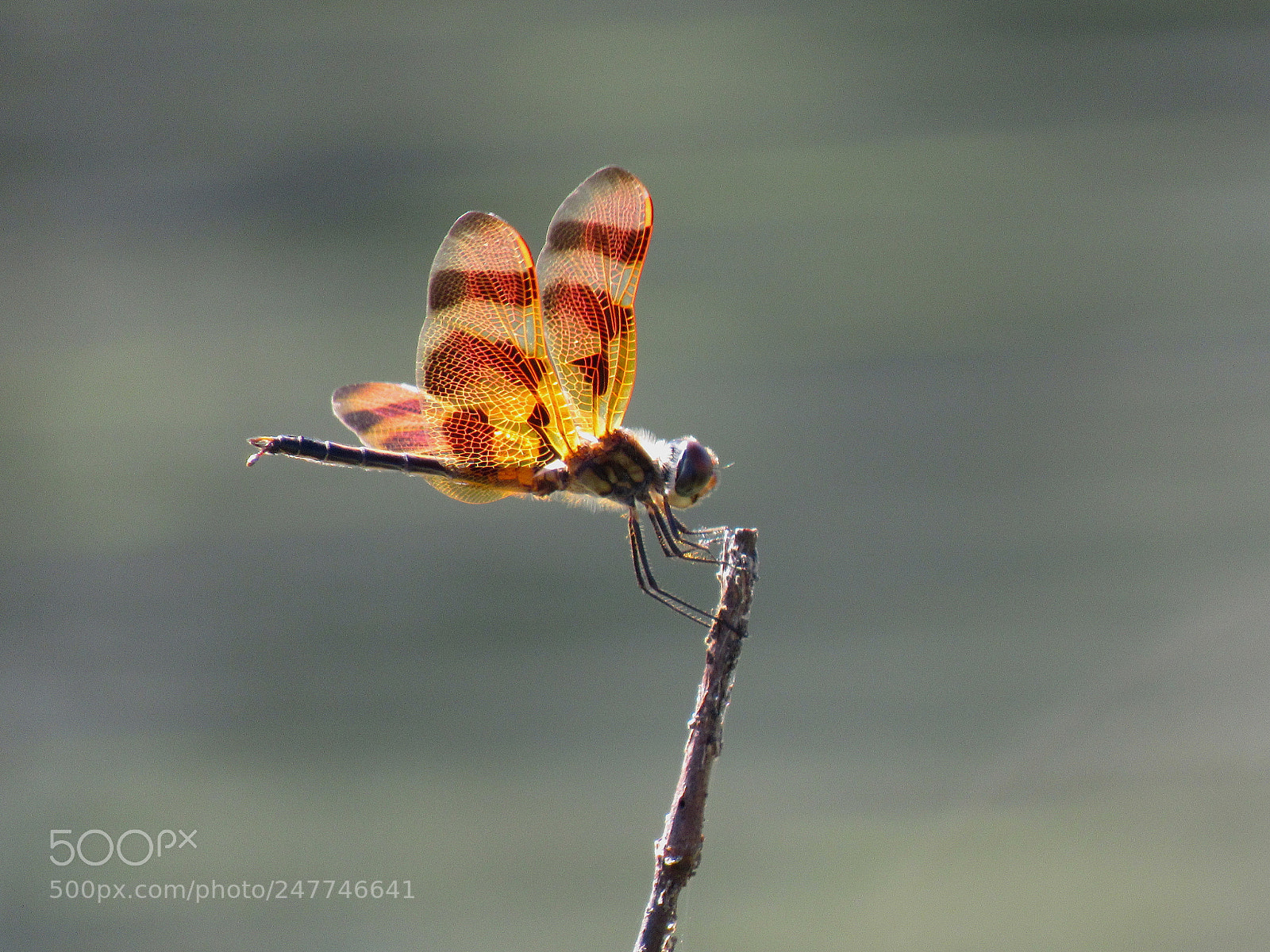 Canon PowerShot SX530 HS sample photo. Dragonfly on a florida photography