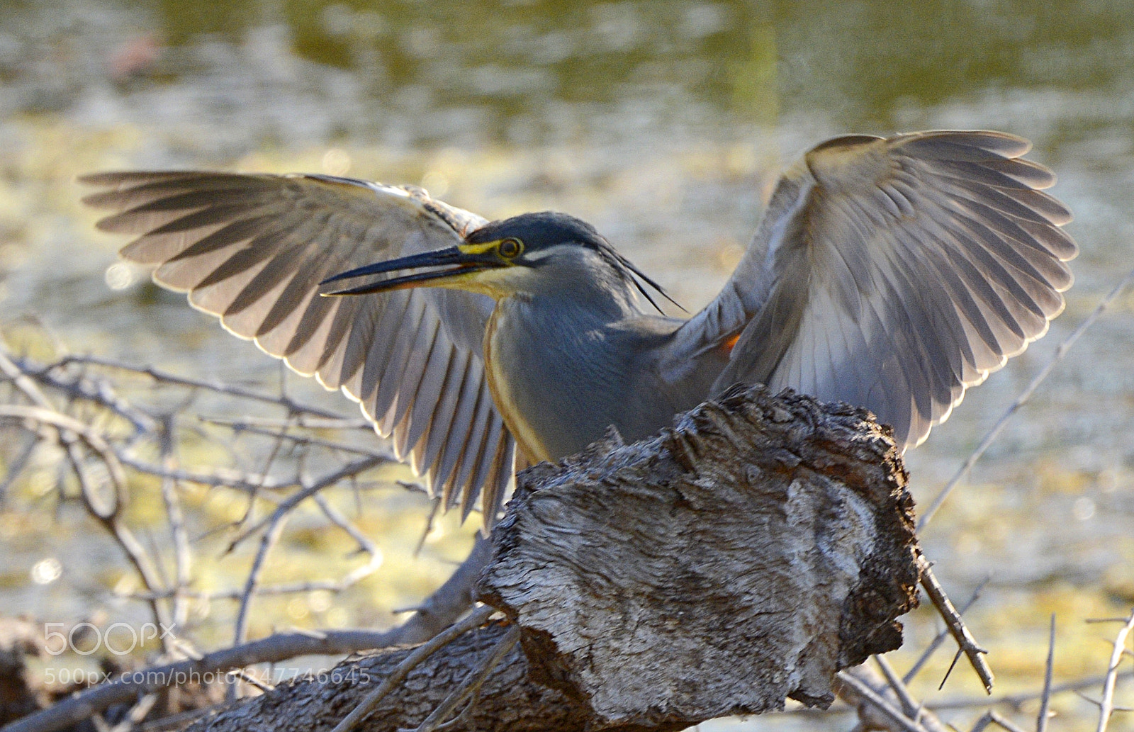 Nikon D7100 sample photo. Green-backed heron photography