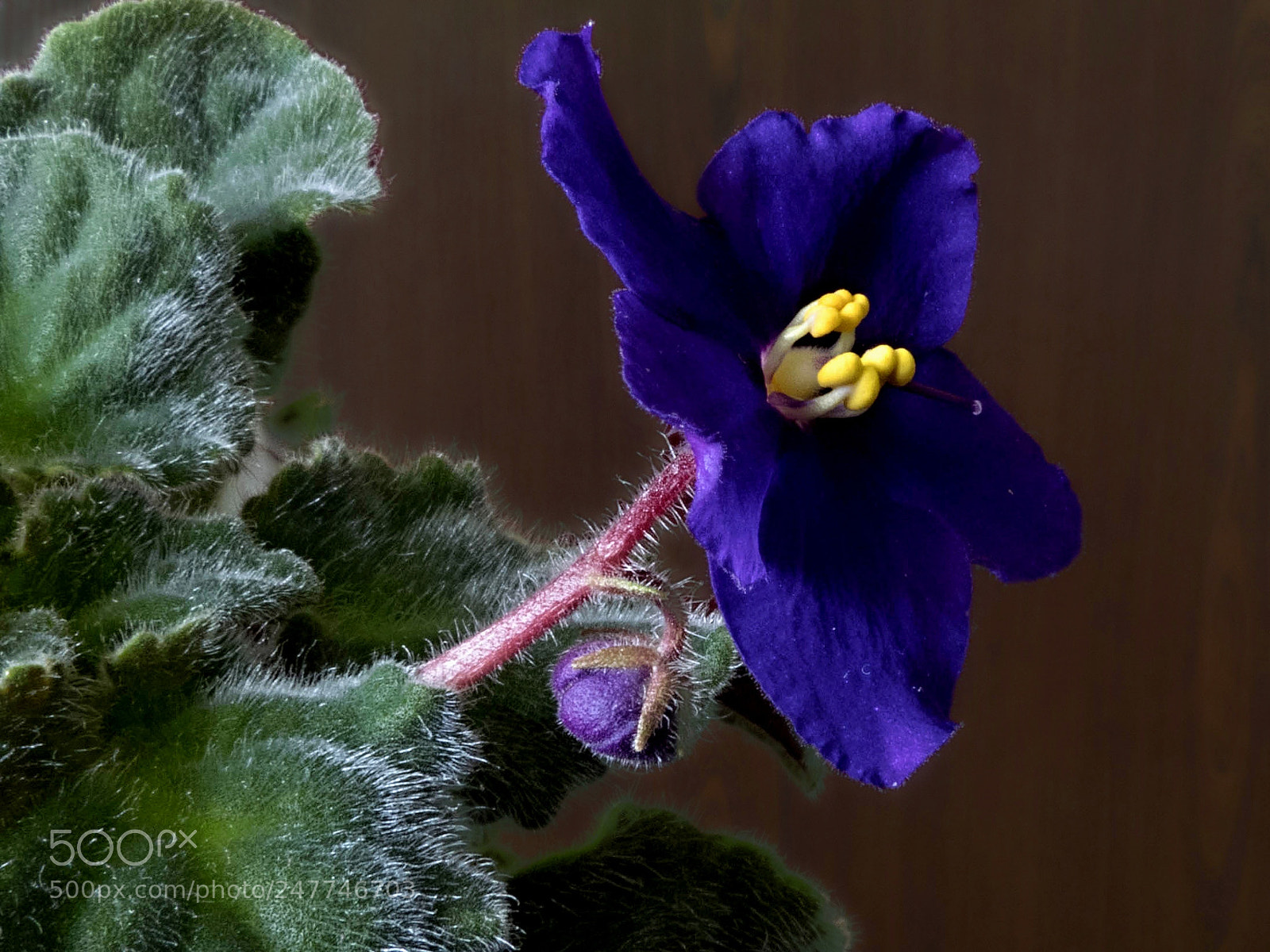 Panasonic Lumix DMC-FZ300 sample photo. Flower macro cm025 photography