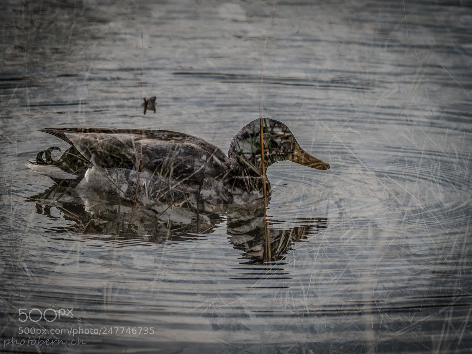 Olympus OM-D E-M1 Mark II sample photo. Art_ente photography