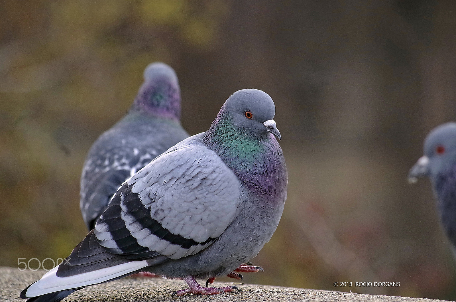 smc PENTAX-DA L 50-200mm F4-5.6 ED sample photo. Bird photography