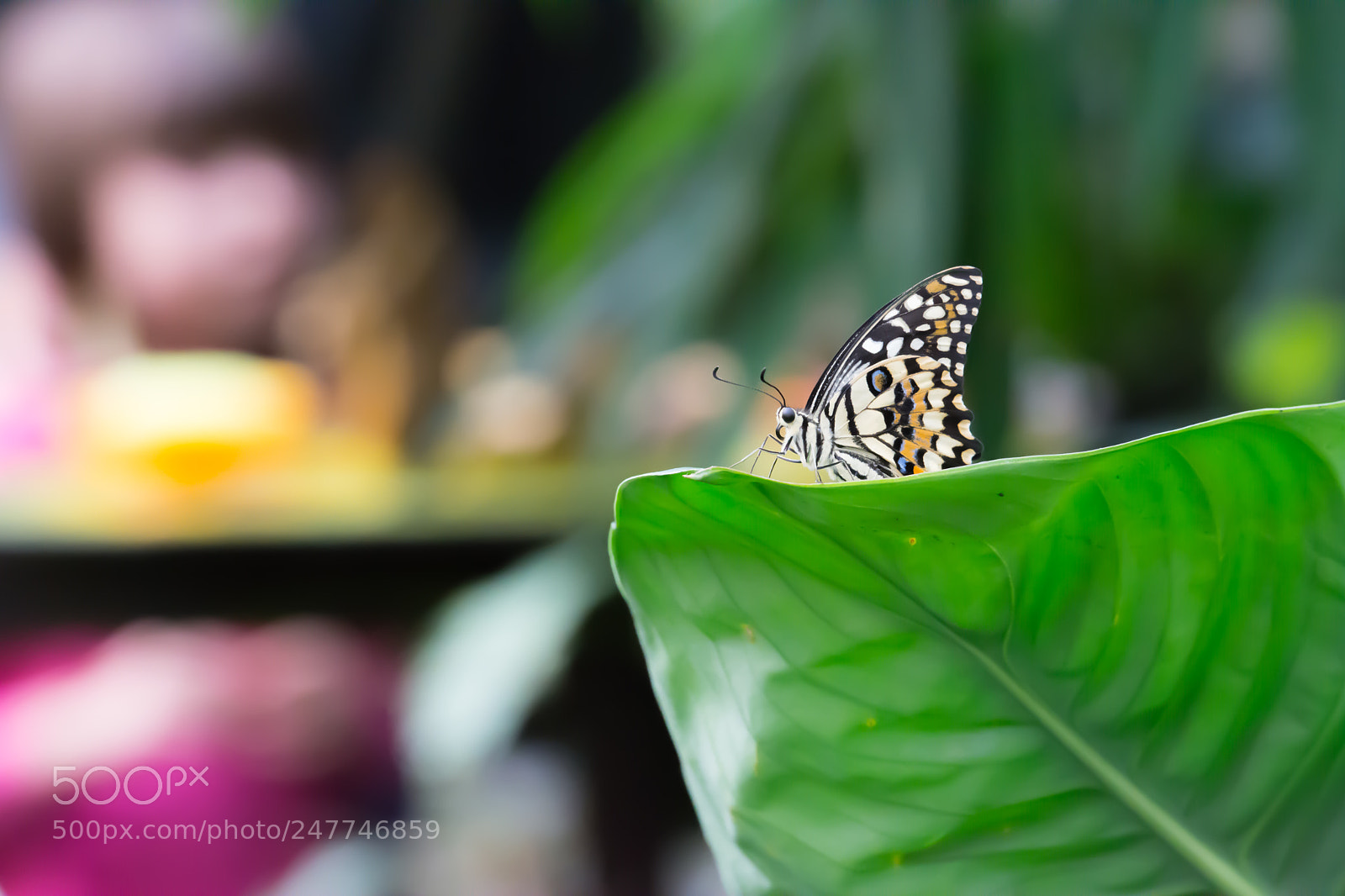 Nikon D7100 sample photo. Colori in posa photography