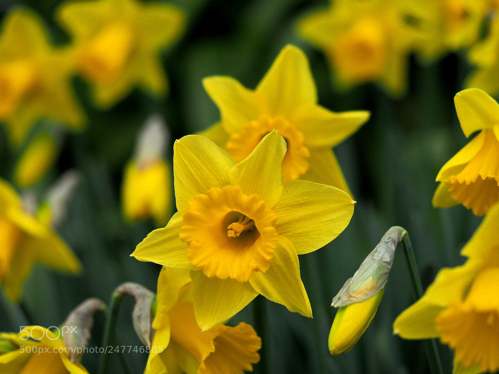 Olympus OM-D E-M1 sample photo. Trumpet daffodil photography