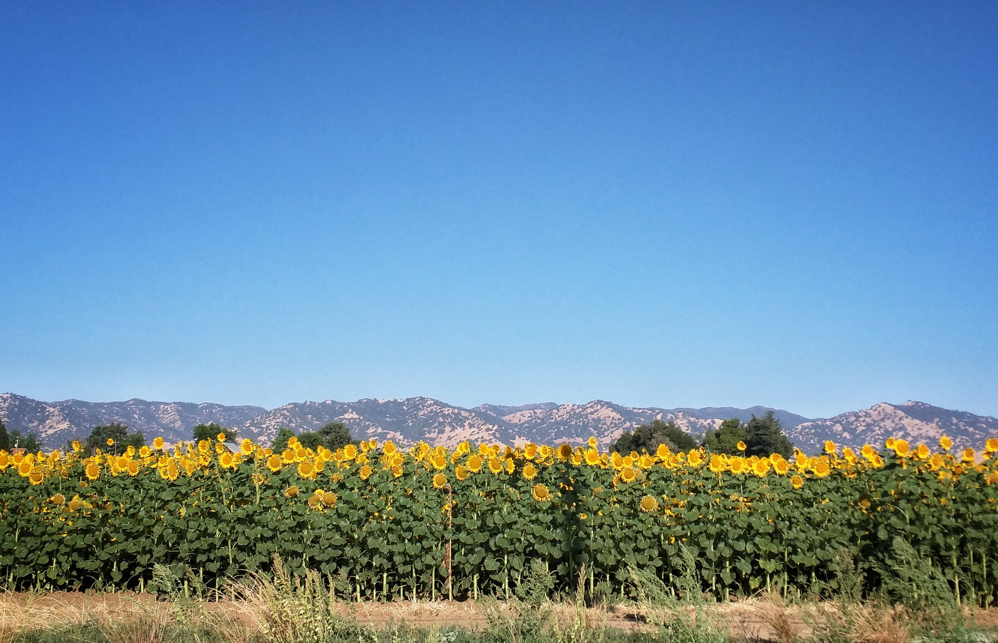 Motorola Nexus 6 sample photo. Sunflowers photography