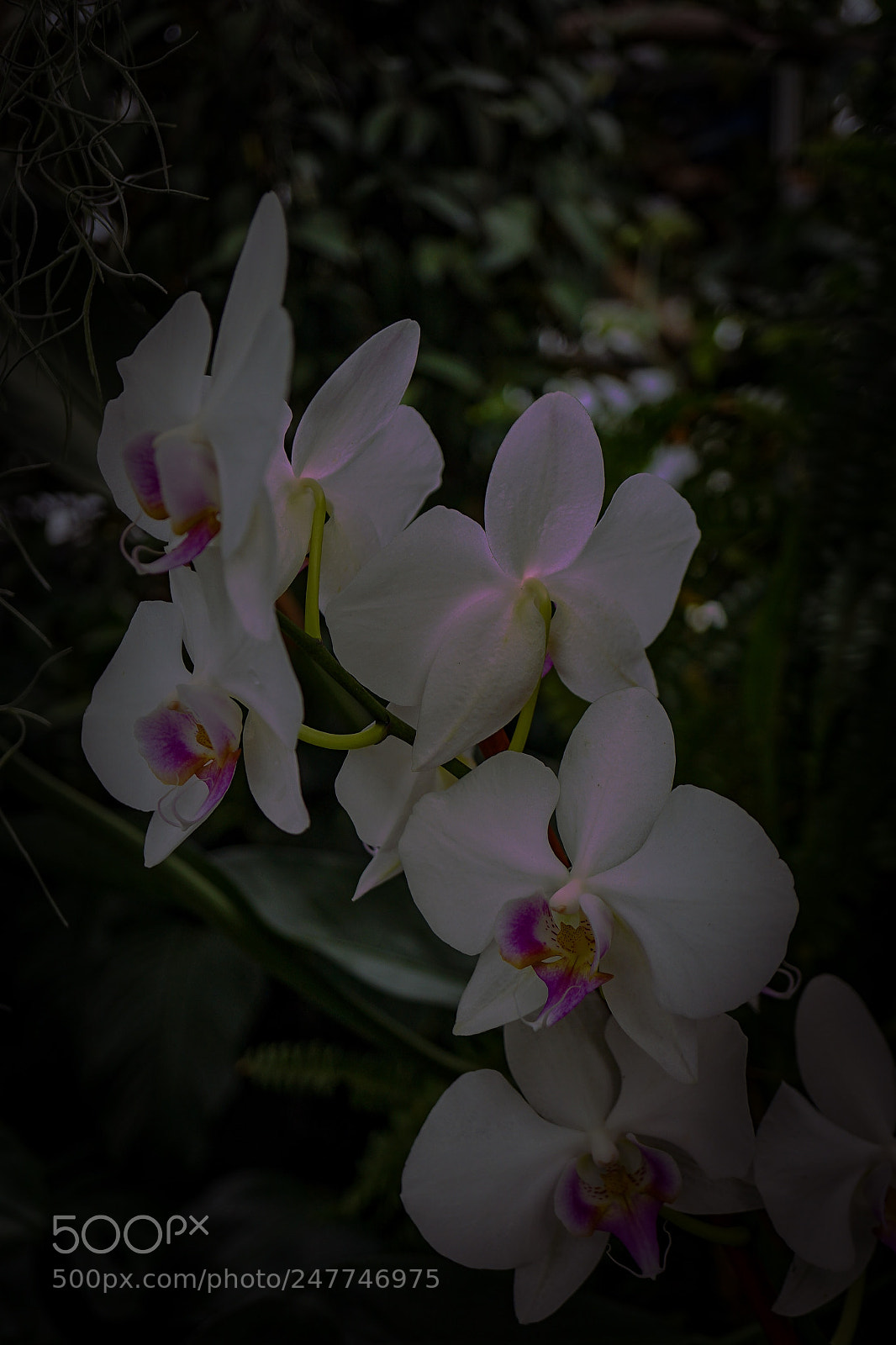 Sony a7 II sample photo. White orichid photography