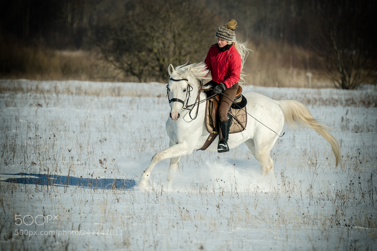 Sony a7R II sample photo. Stallion photography