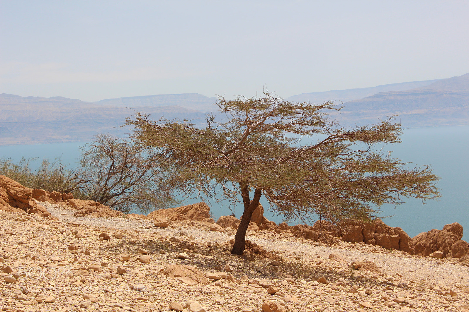 Canon EOS 650D (EOS Rebel T4i / EOS Kiss X6i) sample photo. A tree with dead photography
