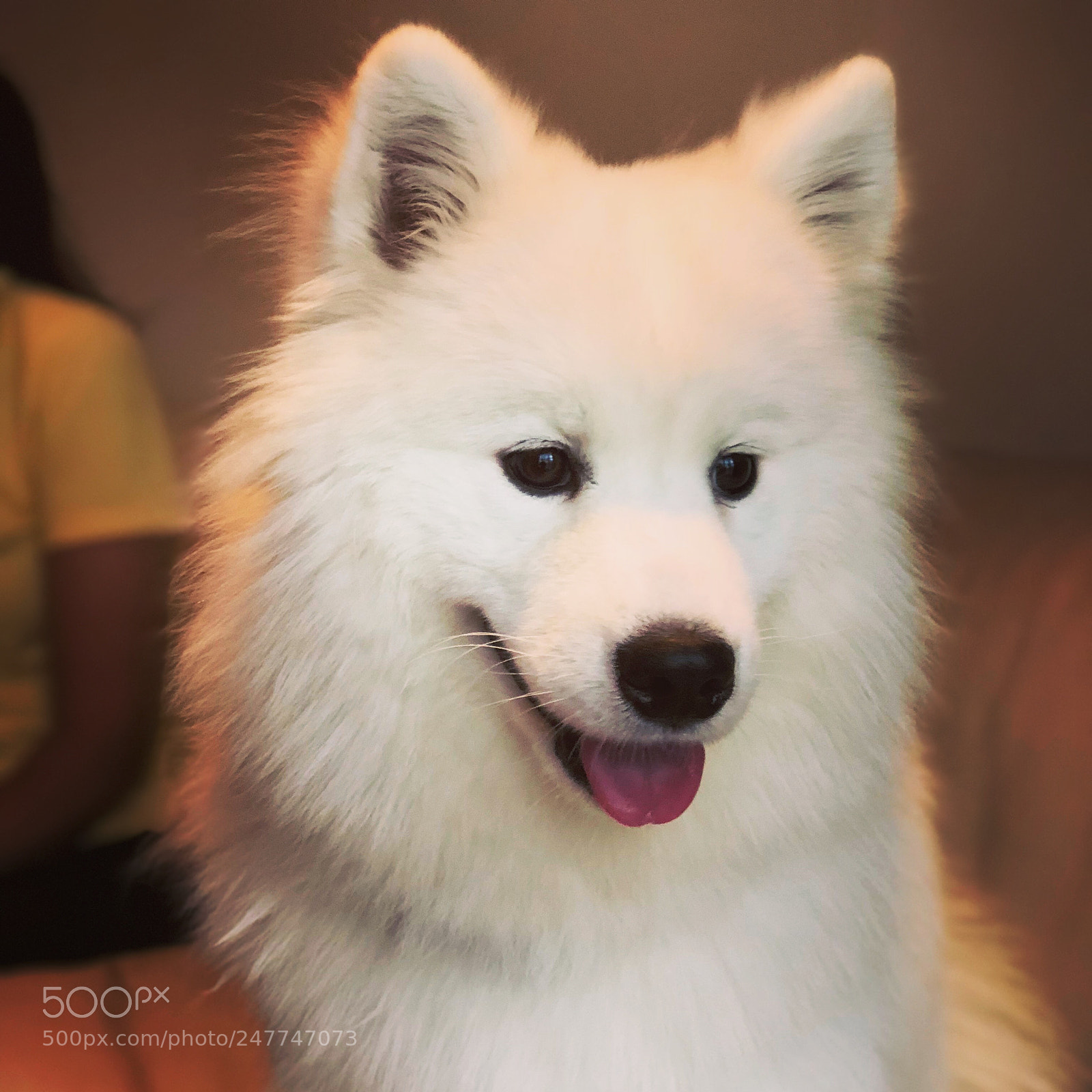 Apple iPhone X sample photo. A samoyed dog photography