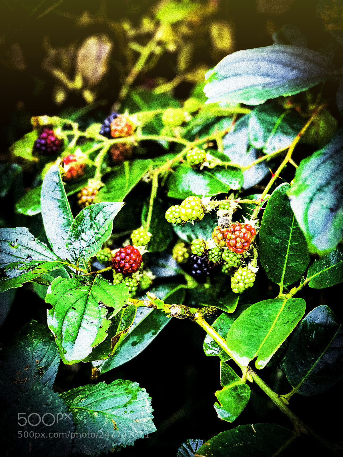 Apple iPhone 7 Plus sample photo. Frambozen photography