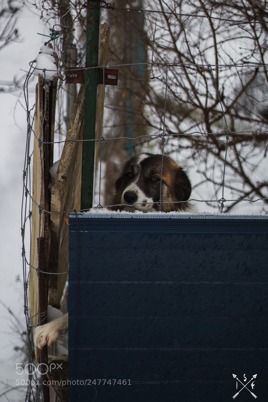 Canon EOS 1300D (EOS Rebel T6 / EOS Kiss X80) sample photo. Doggy photography