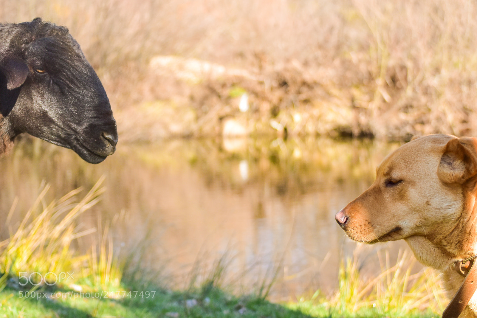 Nikon D5500 sample photo. Empathy photography