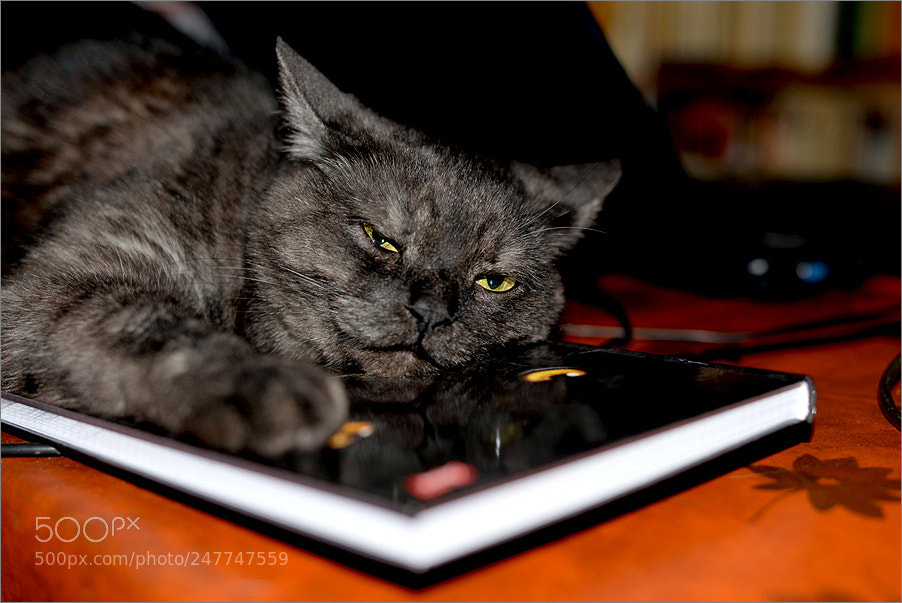 Nikon D610 sample photo. Cat's evening photography