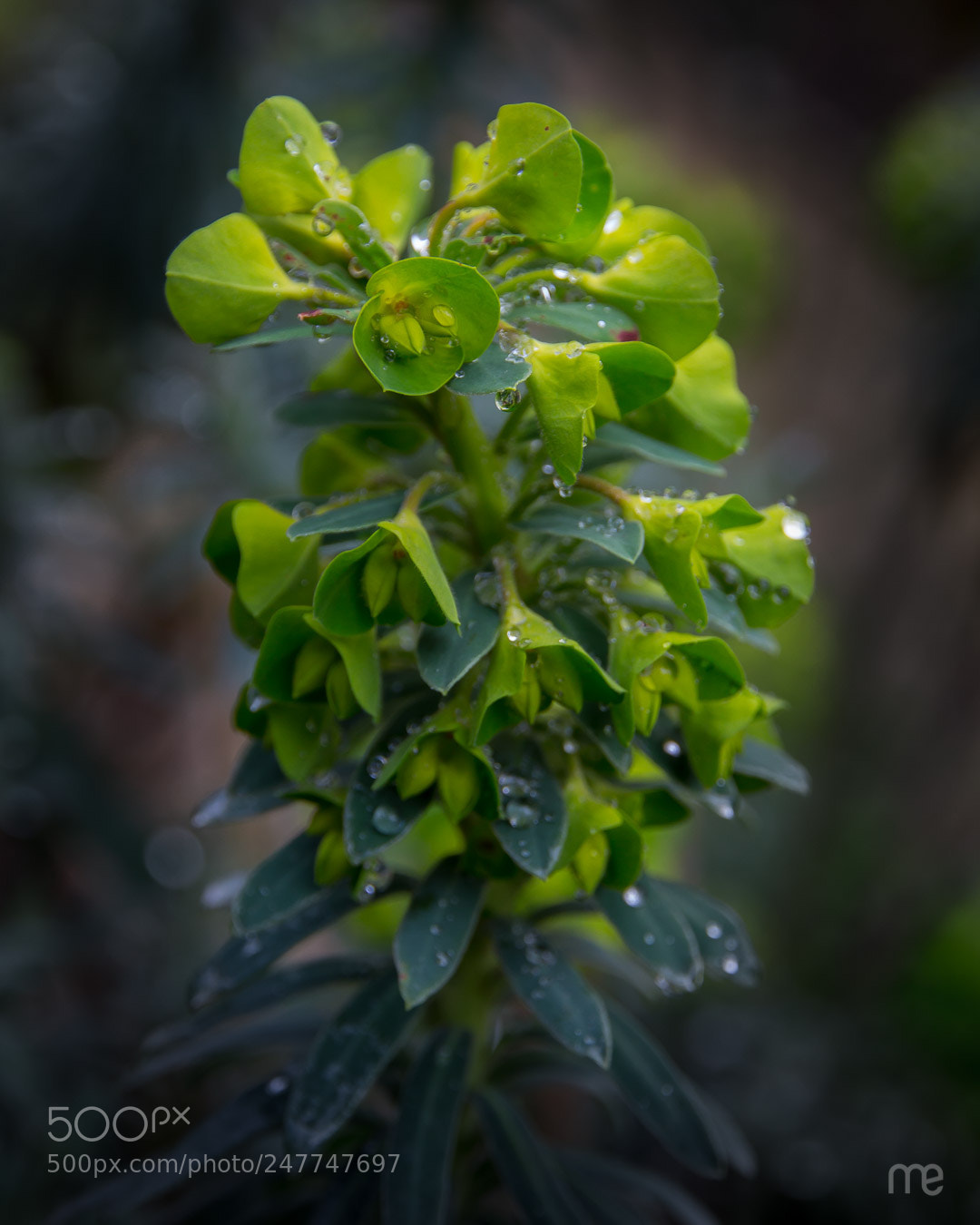 Canon EOS 700D (EOS Rebel T5i / EOS Kiss X7i) sample photo. Unknown flower photography