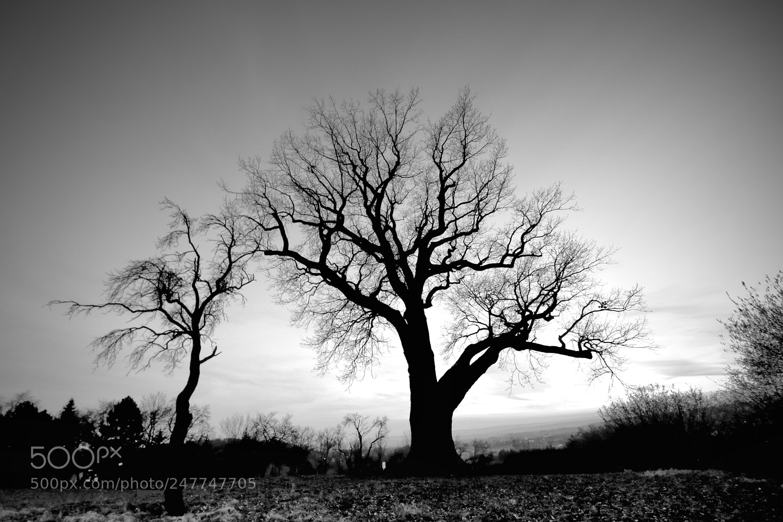 Canon EOS 750D (EOS Rebel T6i / EOS Kiss X8i) sample photo. The mystic oak. photography