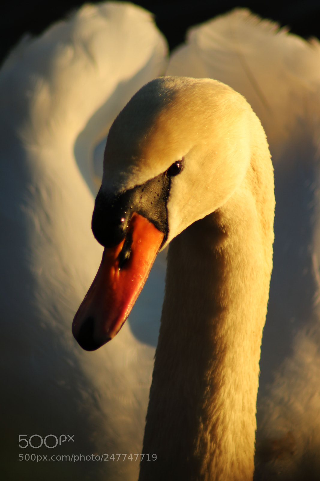 Canon EOS 750D (EOS Rebel T6i / EOS Kiss X8i) sample photo. Head of swan in photography