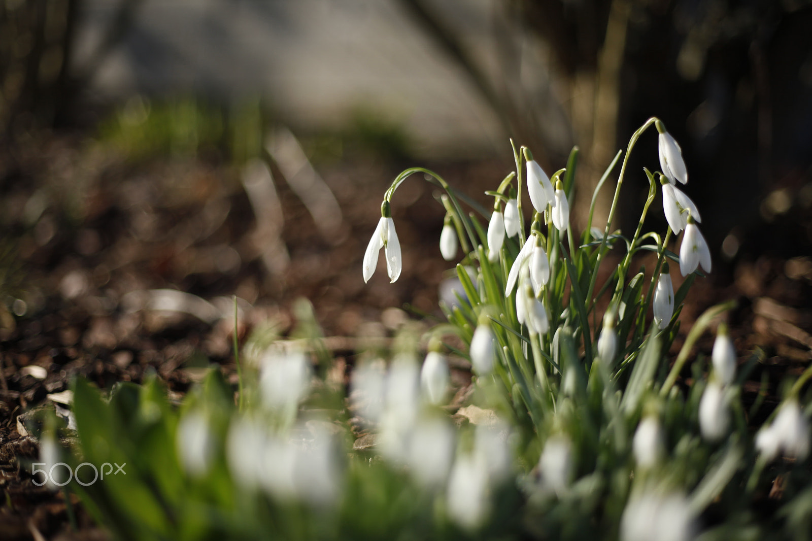 Canon EF 50mm F1.8 II sample photo. Spring photography