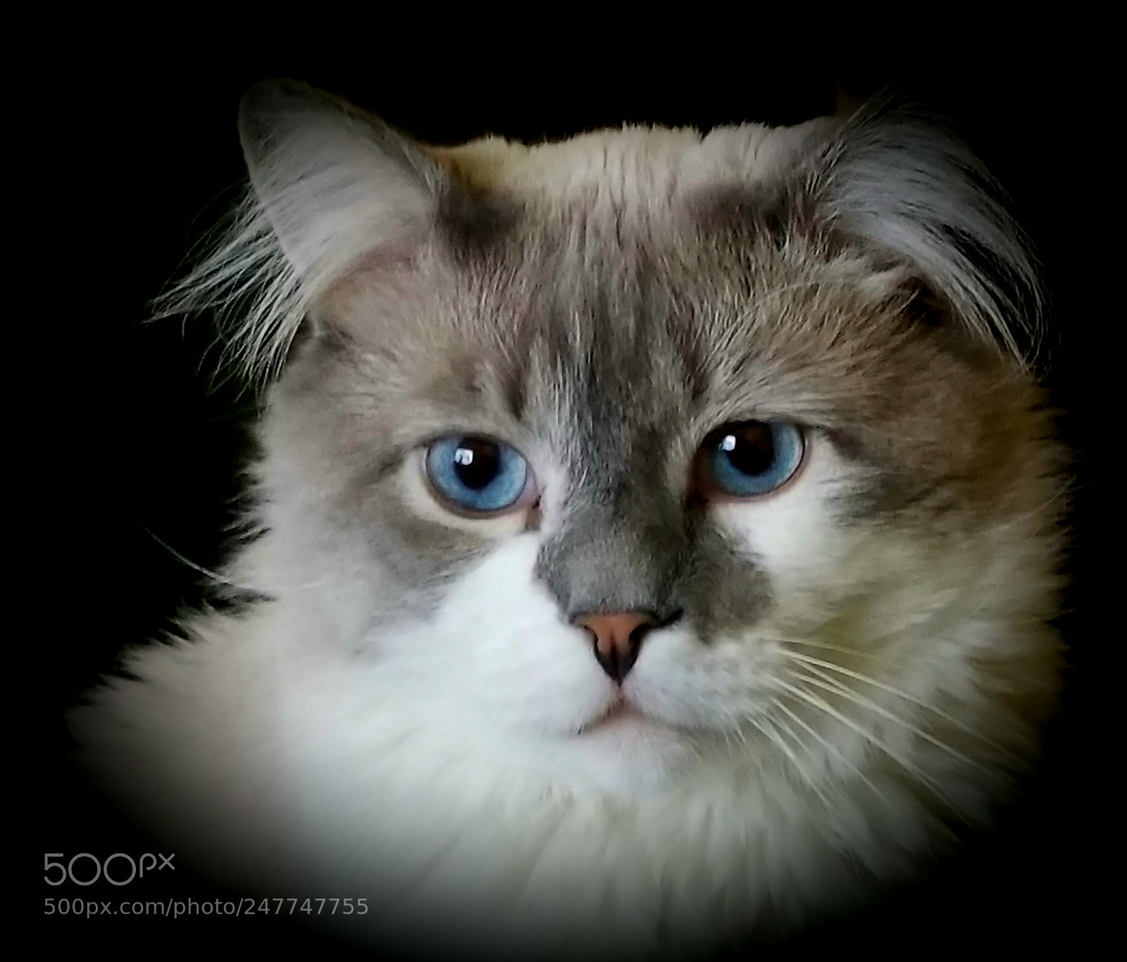 Samsung Galaxy S8+ sample photo. Cat 5 photography