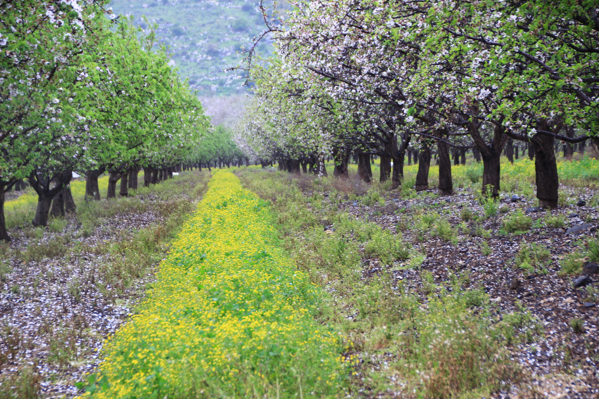 Canon EOS 600D (Rebel EOS T3i / EOS Kiss X5) sample photo. Almond trees in bloom photography
