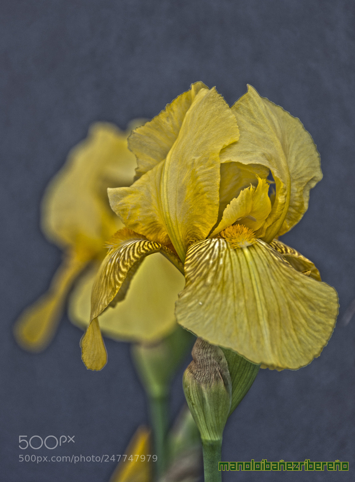 Nikon D90 sample photo. Baafc o photography