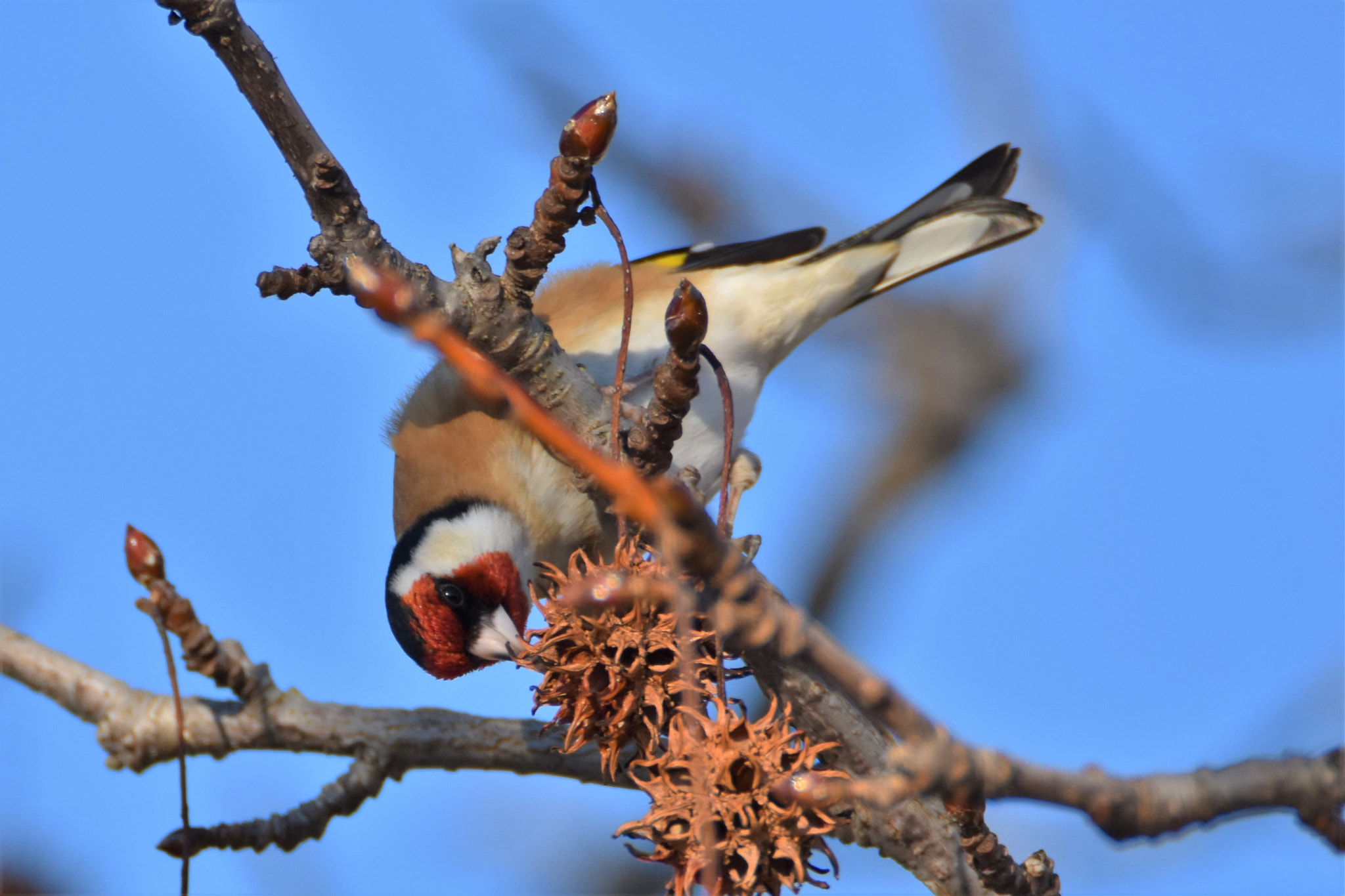 Nikon D7200 sample photo. Carduelis carduelis photography