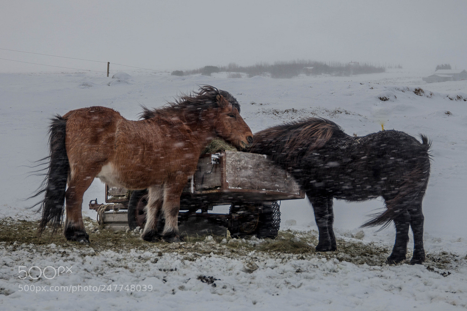 Canon EOS 700D (EOS Rebel T5i / EOS Kiss X7i) sample photo. Icelandic horses photography