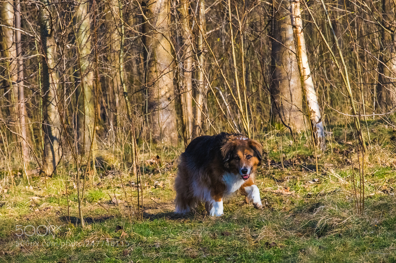 Canon EOS 6D Mark II sample photo. On the prowl photography
