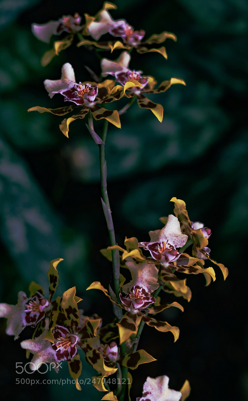 Sony a7 II sample photo. Orchid/storczyk photography